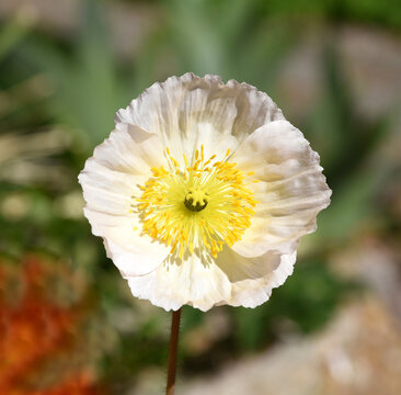 Icelandic Poppy, Papaver Nudicaule