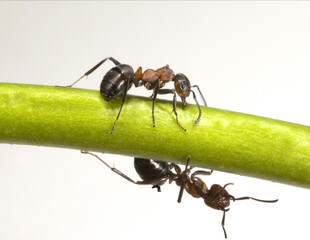 Red wood ant, Formica rufa