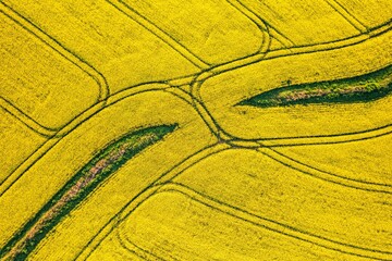 Top Down over Rapeseed fields from a drone, Devon, England