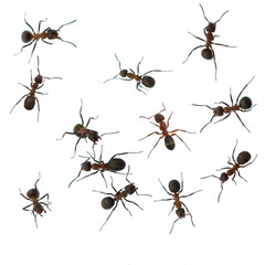 Red wood ant, Formica rufa - obrazy, fototapety, plakaty