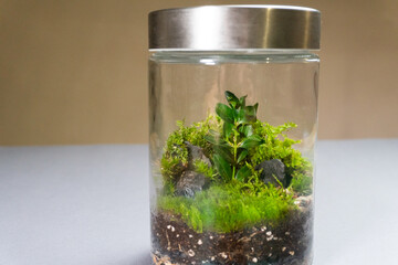 Florarium with different kinds of plants. Home decoration