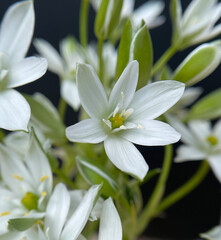 Fototapeta premium Milk Star, Ornithogalum umbellatum