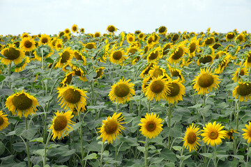 Sunflower field under blue sky on a sunny day. Agricultural landscape.