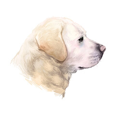 Labrador happy adorable dog purebreed character, head portrait mascot, side view. Funny cute pet dog hand drawn illustration. Retriever, watercolor head of golden lab puppy, adorable animal
