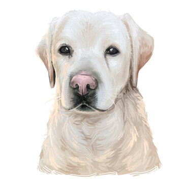 Labrador retriever hand drawn portrait. Watercolor head of golden lab puppy, happy adorable dog purebreed character. Funny cute pet dog hand drawn illustration.