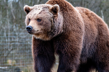 Obraz na płótnie Canvas Close up big brown bear in spring forest