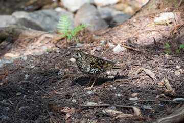 Dusky thrush in the mountains
