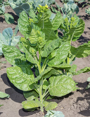 Stems of flowering tobacco on a field