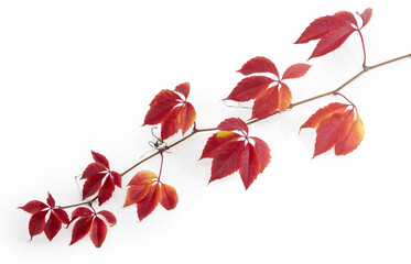 Stem of Virginia creeper with autumn leaves on white background