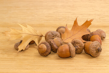 Ripe acorns and autumn oak leaves on an oak plank