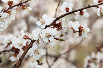 Beauty Apricot fruit tree blossoms with white flowers in spring
