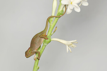 A young Fischer's chameleon is crawling on Polianthes tuberosa flowers. This reptile has the scientific name Kinyongia fischeri. - obrazy, fototapety, plakaty