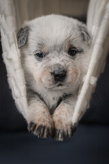 Little Australian Cattle Dog puppy