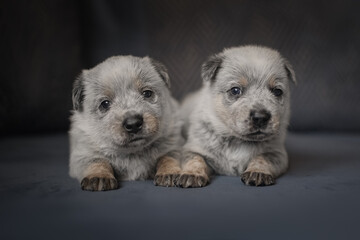 Little Australian Cattle Dog puppy