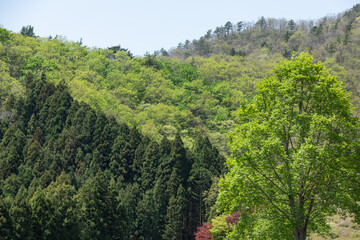 Fototapeta na wymiar Forest view from the mountainside