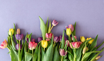Flat lay, tulips on a colored background.