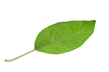 Apple tree leaf