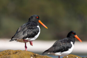 Pied Oystercatcher on rocks, Jervis Bay, NSW, April 2022