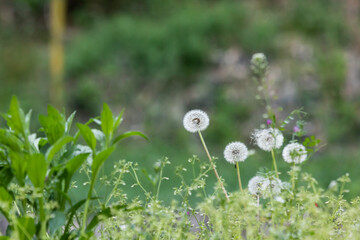 A dandelion spore I found while walking.