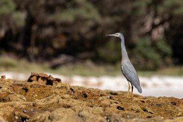White-faced Heron, Jervis Bay, NSW, April 2022