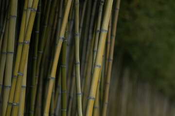 Bamboo stalks in a bamboo forest
