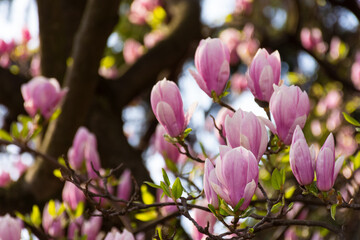 beautiful magnolia tree blossom in summer. fresh pink flower on the branch. natural soft garden background