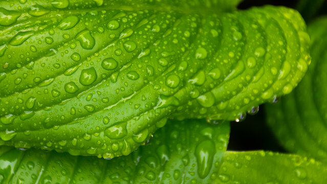 wet nature background in water drops. closeup of dew on the surface of a leaf. clean environment concept