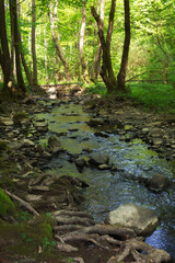 small river in carpathian beech woods. deep forest in dappled light. green nature scenery on a sunny day in spring