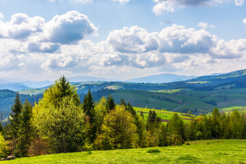 Fototapeta na wymiar idyllic landscape in the carpathian mountains. fresh green meadows and trees on the hills. snow-capped tops of borzhava ridge in the distance. beautiful nature scenery in spring