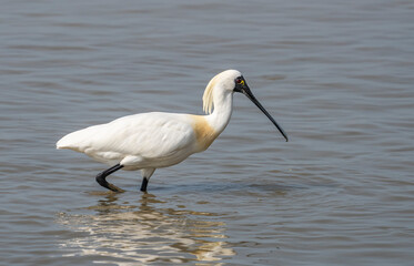 black-faced spoonbill foraging in wetland