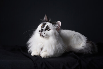 funny black and white munchkin cat. Pet on a black background in studio