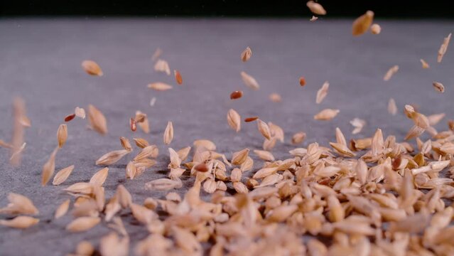 SUPER SLOW MOTION, CLOSE UP, PROBE LENS: Dropped pile of wheat grains and flaxseeds on grey surface. Detailed view of seed mixture downfall. Scattered wheat and linseed in slow motion.