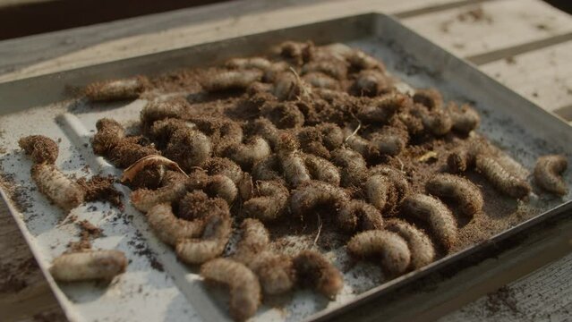 A bunch of cockchafer grubs lying on a plate