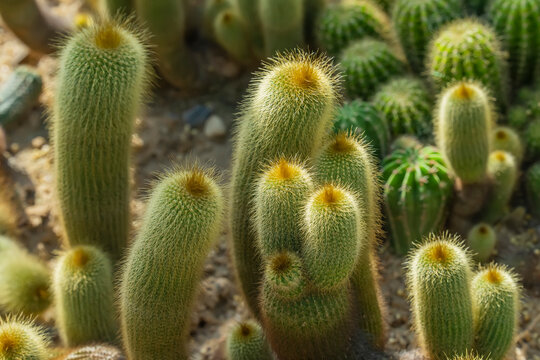 Parodia leninghausii is a species of South American cactus,Lemon Ball or Golden Ball Yellow Tower cactus.