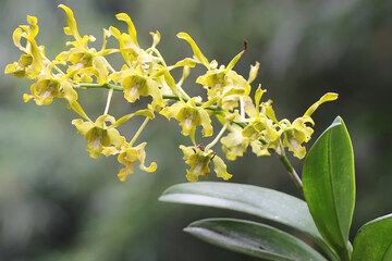 A collection of cooktown orchids in yellowish green in full bloom. This beautiful flowering orchid has the scientific name Dendrobium sp.