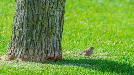 Sparrow looking for food among the grass