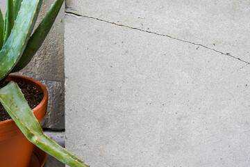 Green plant cactus in pot near grunge concrete gray background with copy space