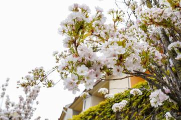 Beautiful white blossom flowers on the tree in Spring season on europe street