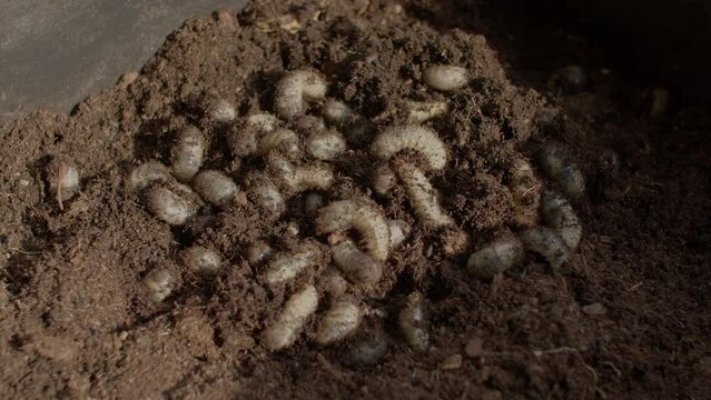 Top shot of cockchafer grubs found in raised bed
