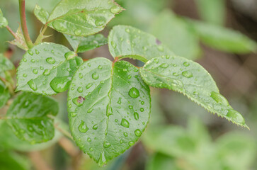 Blätter mit Wassertopfen