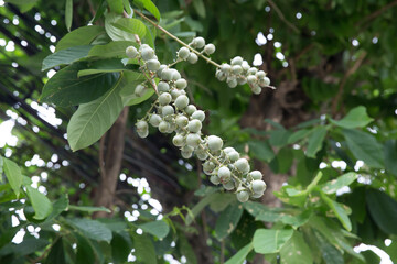 Green Terminalia catappa or tropical almond, focus selective