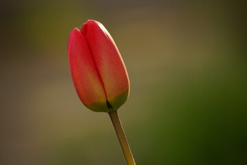 Fototapeta premium Lovely red tulip flower grows in spring garden. Floral art card