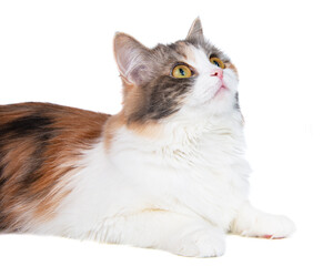 Bright fluffy cat portrait isolated on the white background