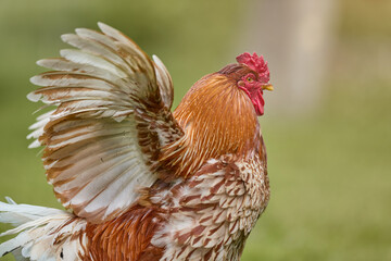 Red brown rooster spreading its wings