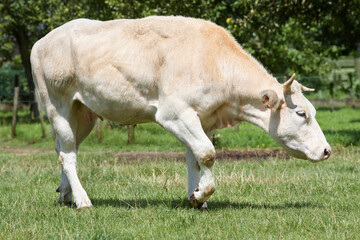 White flesh cow in the meadow