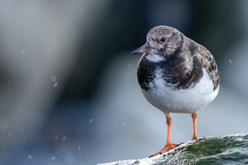 Ruddy turnstone (Arenaria interpres) stands on a rock, North Norfolk Coast, UK.