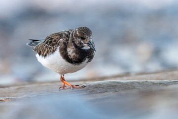 Ruddy turnstone (Arenaria interpres) walks along the shore, North Norfolk Coast, UK. Cute wading bird in the sandpiper family.