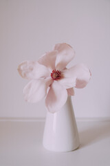 Beautiful fresh pastel pink magnolia flower in full bloom in vase against white background. Spring...