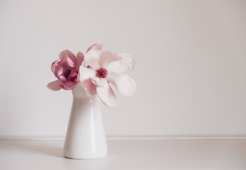Beautiful fresh pastel pink magnolia flower in full bloom in vase against white background....
