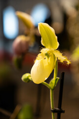 Blooming paphiopedilum orchid flowers. Lady’s Slipper orchid. Huge yellow flower. 